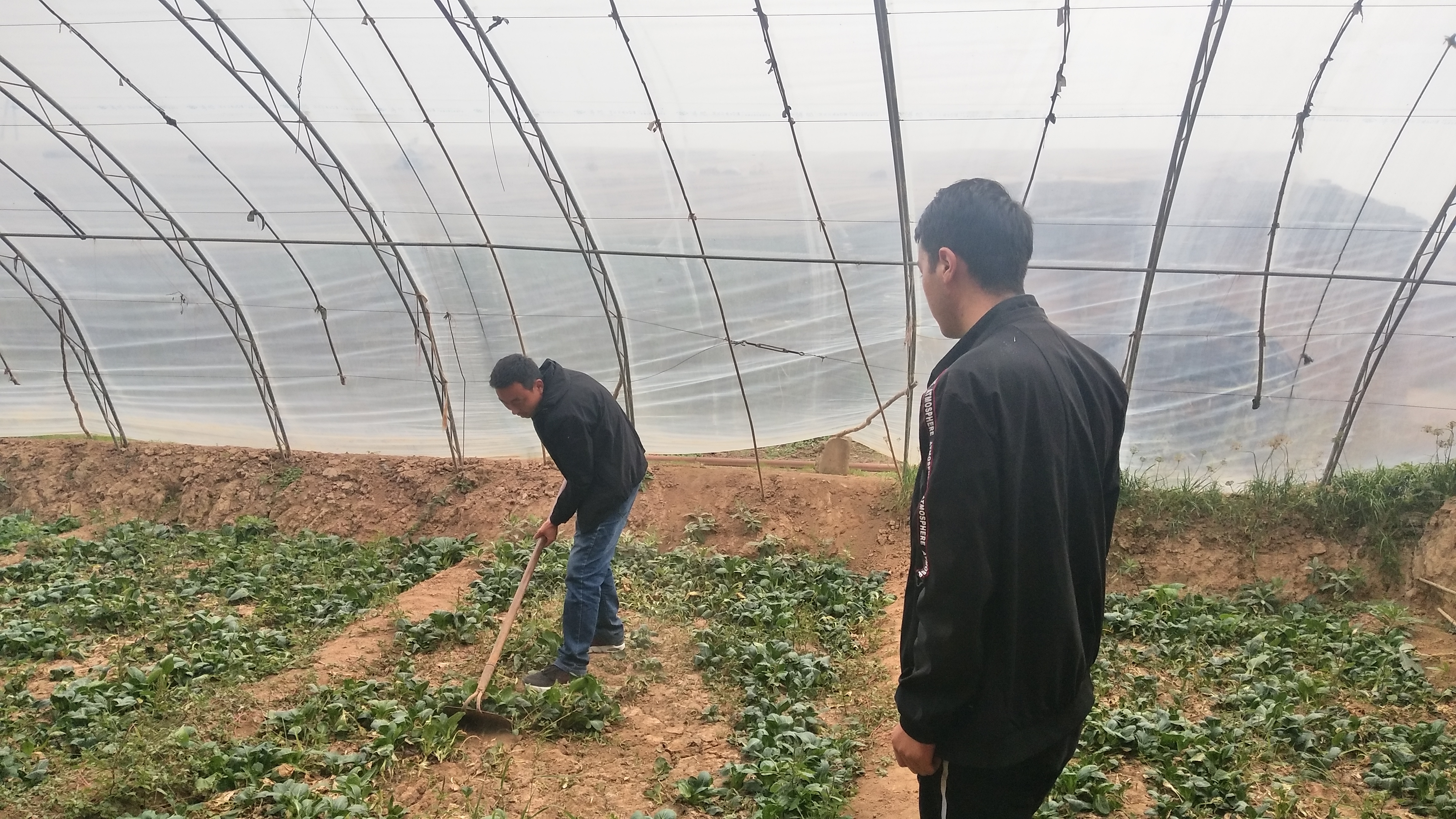农户示范除草方法